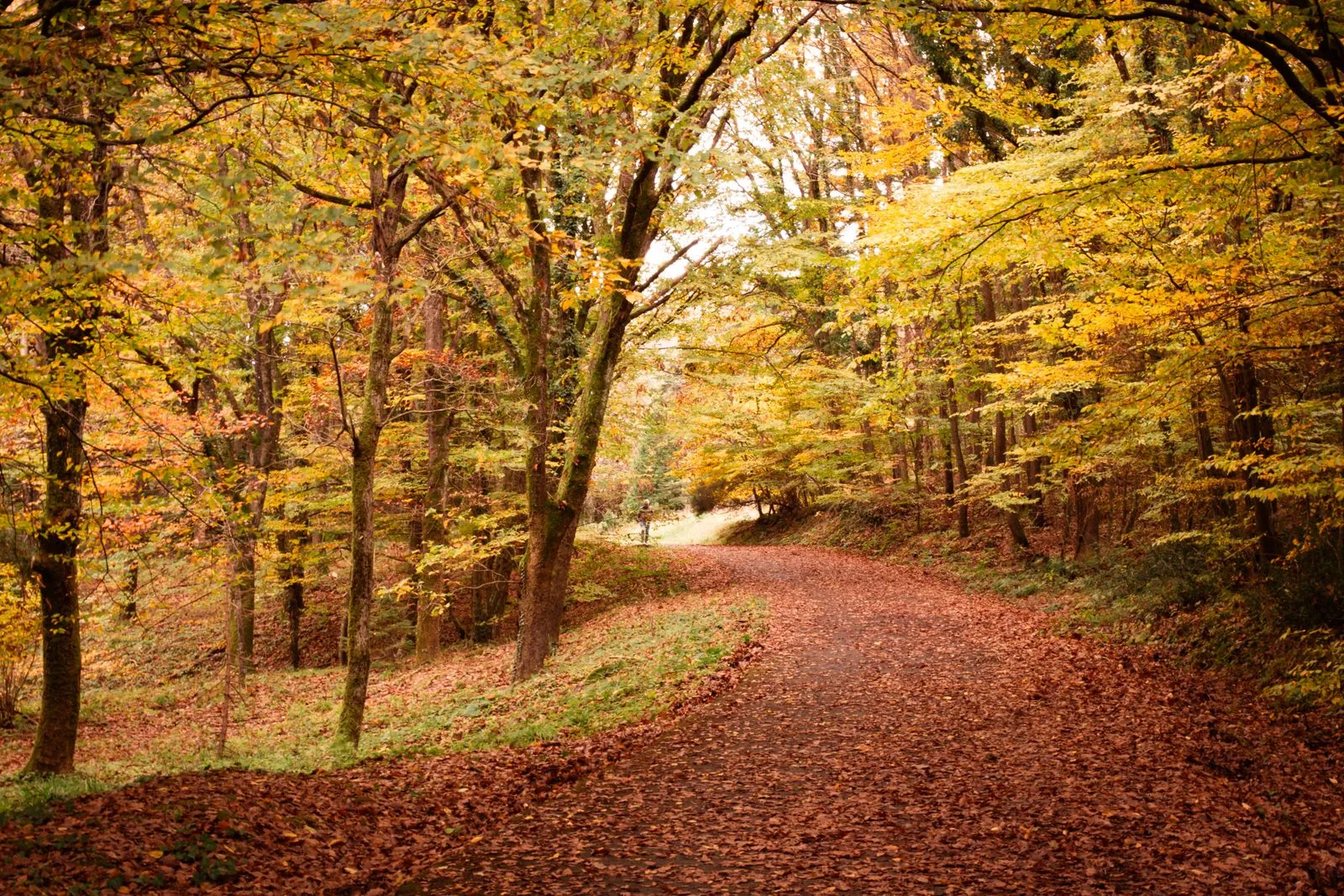 A warm, sunlit autumn path through a forest