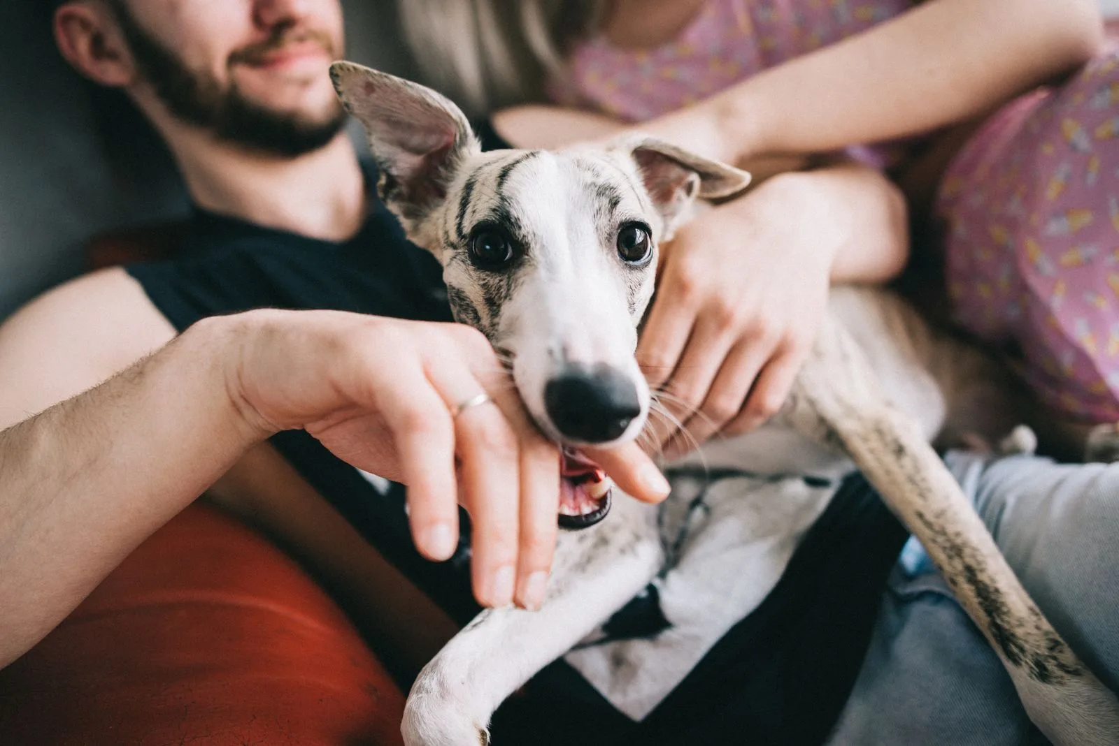 A dog being cuddled warmly at home