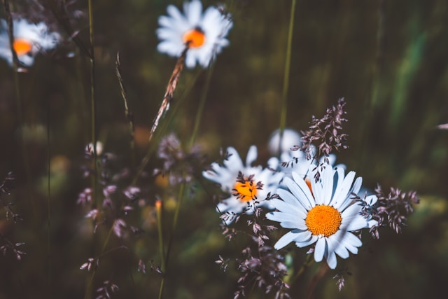 healing from trauma and rebuilding emotional safety
