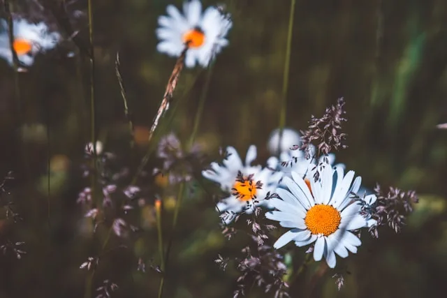healing from trauma and rebuilding emotional safety